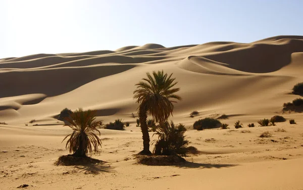 Çöl Bitkisi Sahra Libya — Stok fotoğraf