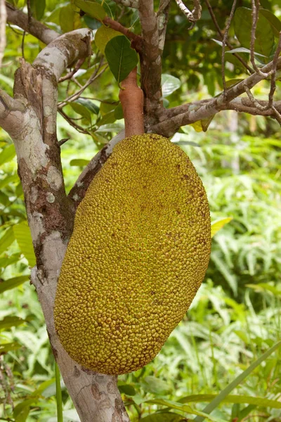 Durian Baum — Stockfoto