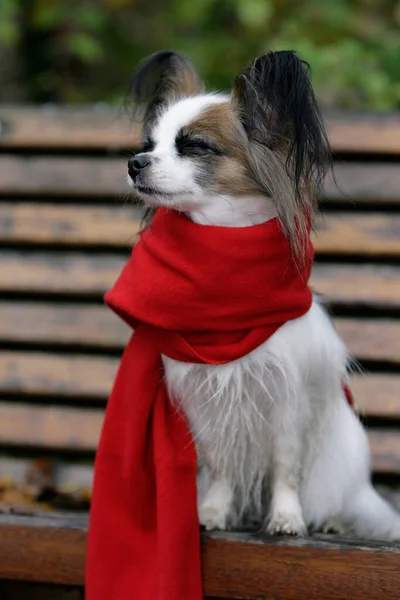 Retrato Lindo Perro — Foto de Stock