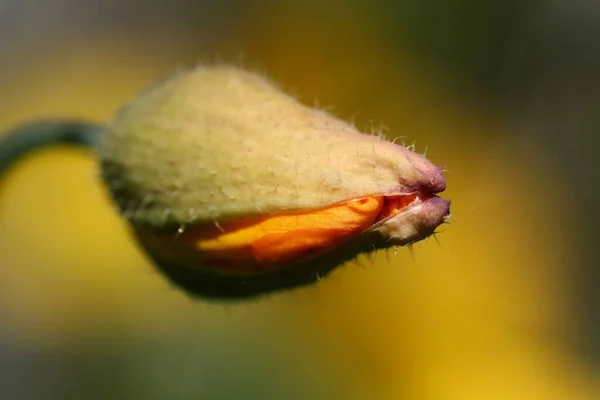 Field Flora Poppy Glower Botany Concept — Stock Photo, Image