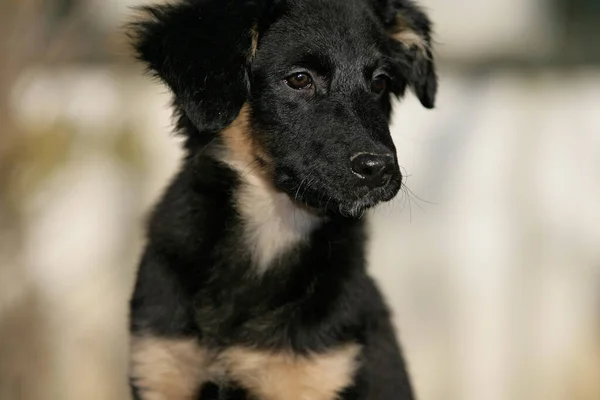 オーストラリアの羊飼いの子犬 血統の犬 — ストック写真