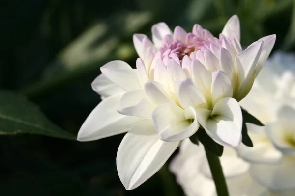 Красивый Белый Цветок Лотоса Саду — стоковое фото