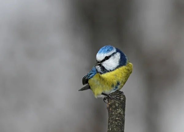 野生可爱的小鸟 — 图库照片