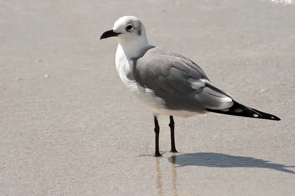 Malerischer Blick Auf Schöne Süße Möwe Vogel — Stockfoto