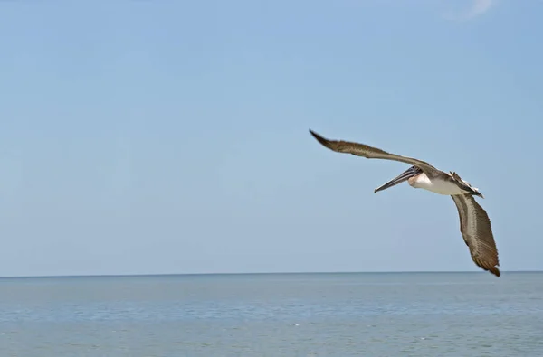 Schilderachtig Uitzicht Prachtige Pelikaan Natuur — Stockfoto