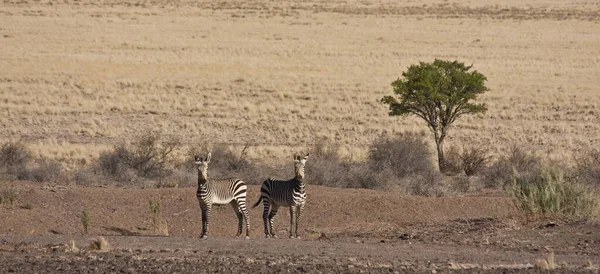 Вид Пустынный Ландшафт Намибии — стоковое фото