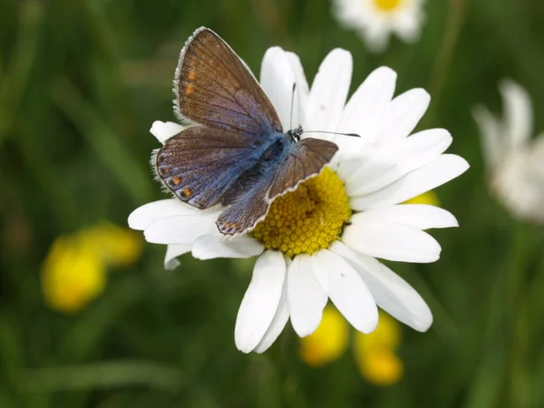 Närbild Insekter Vild Natur — Stockfoto