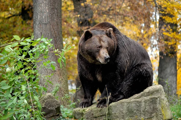 Brązowy Niedźwiedź Zwierzę Grizzly — Zdjęcie stockowe