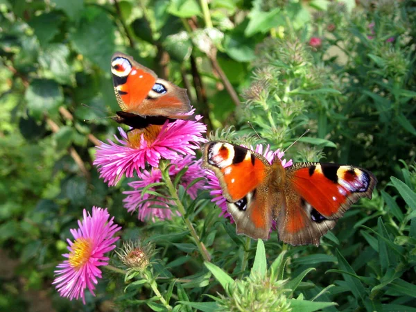 Pawie Oko Motyl Flora Owady — Zdjęcie stockowe