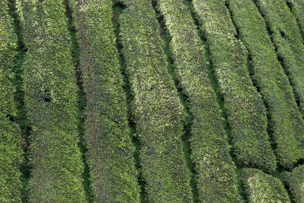 マレーシアの茶畑 — ストック写真