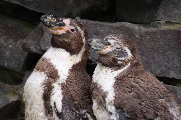 Pinguim Humboldt Animais Fauna — Fotografia de Stock