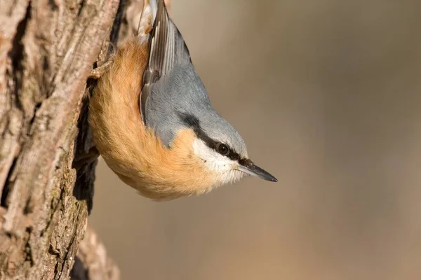 Eurasian Nuthatch Small Passerine Bird — Stock Photo, Image