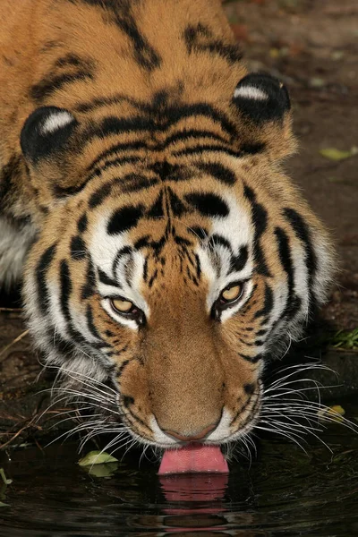 Бенгальский Тигр Зоопарке — стоковое фото