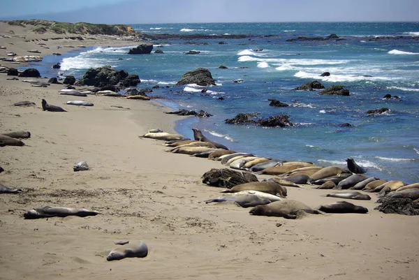 Voir Éléfant Piedras Blancas Californie — Photo