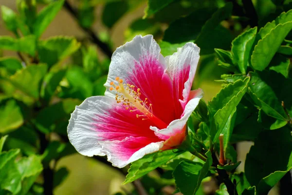 Fleur Hibiscus Rose Dans Jardin — Photo