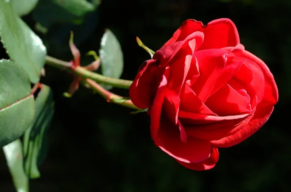 Flores Diferentes Enfoque Selectivo — Foto de Stock