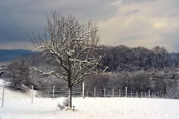 Manzano Nieve — Foto de Stock