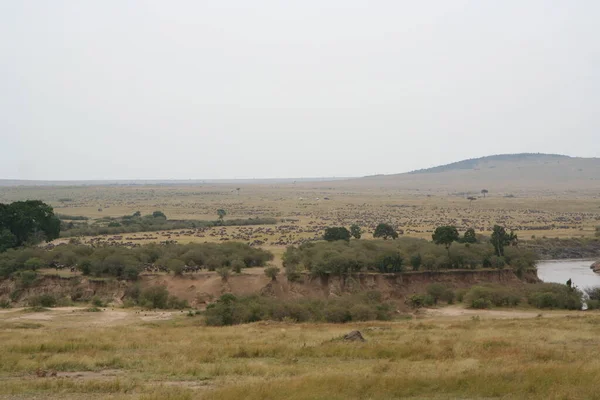 Gnu Dans Masai Mara — Photo