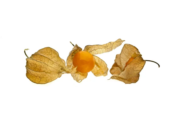 Physalis Beyaz Arkaplanda Izole — Stok fotoğraf