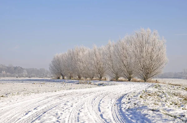 Paisaje Invernal Con Árboles Cubiertos Nieve — Foto de Stock