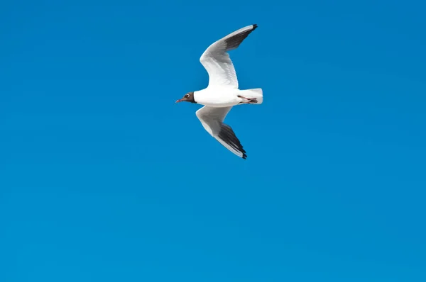 Schilderachtig Uitzicht Prachtige Meeuwenvogels Natuur — Stockfoto