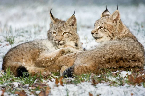 Lynx Wild Dier Natuur — Stockfoto