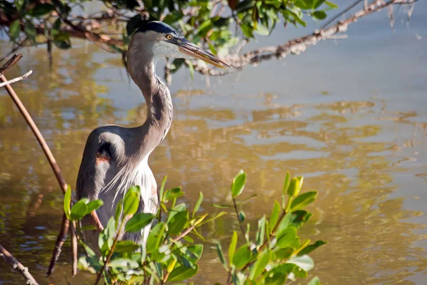 Vacker Utsikt Över Heron Fågel Naturen — Stockfoto