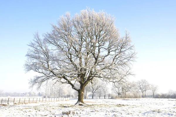 Hermosa Vista Del Paisaje Invierno — Foto de Stock