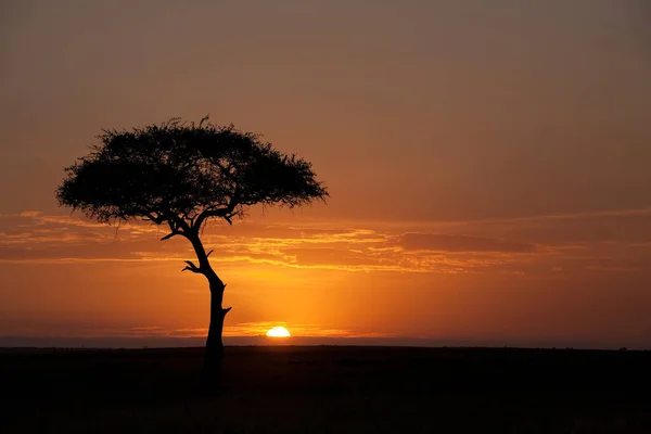 Silhouette Eines Baumes Bei Sonnenuntergang — Stockfoto