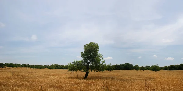 Búzamező Vidéken Mezőgazdasági Termőföld — Stock Fotó