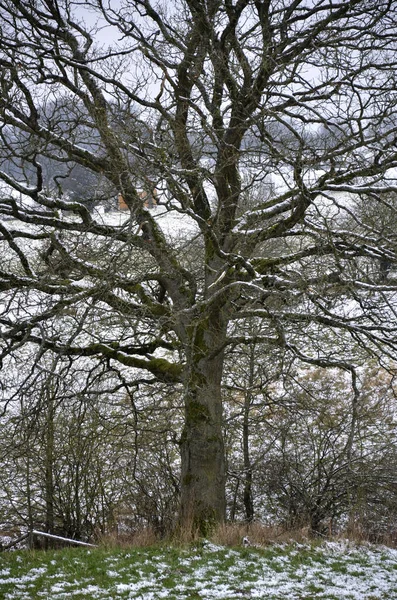 Zimowy Krajobraz Drzewami Śniegiem — Zdjęcie stockowe
