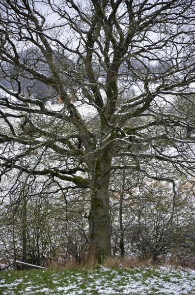 Paisagem Inverno Com Árvores Neve — Fotografia de Stock