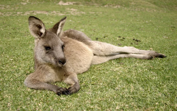 Kangaroo Animal Australian Animal — Stock Photo, Image