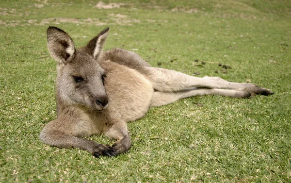 Kangaroo Animal Animal Australiano — Fotografia de Stock