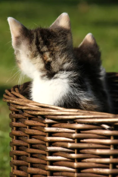 Cat Children — Stock Photo, Image