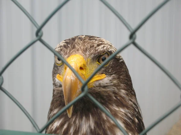 Close Bird Prey — Stock Photo, Image