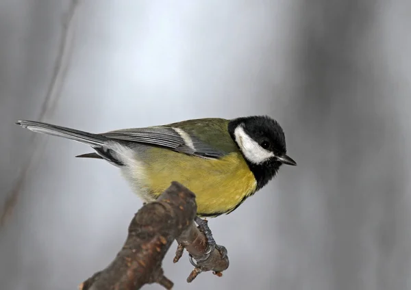 Scenic View Beautiful Great Tit Bird — Stockfoto