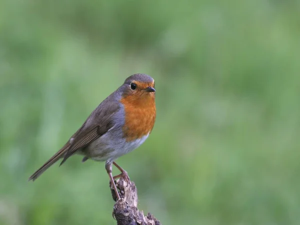 Vacker Utsikt Över Vackra Robin Fågel Naturen — Stockfoto