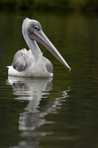 Malerischer Blick Auf Den Schönen Pelikan Der Natur — Stockfoto