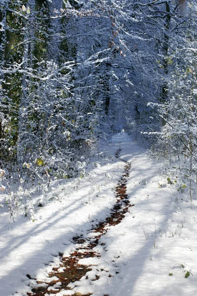 Floresta Inverno Árvores Cobertas Neve — Fotografia de Stock