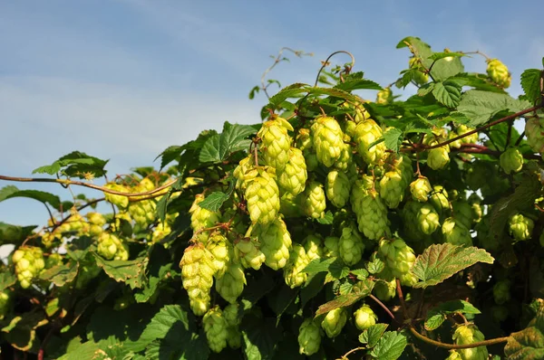 Grüner Hopfen Weinberg — Stockfoto