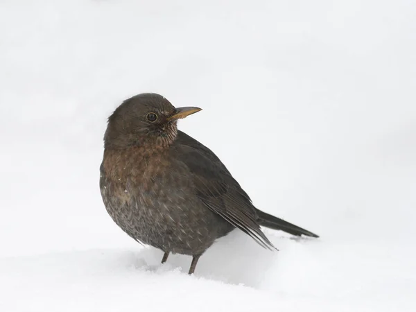 Strenge Winterzeit — Stockfoto