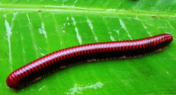 Nahaufnahme Von Wanzen Der Wilden Natur — Stockfoto