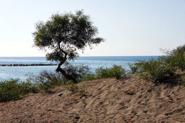 Plage Sable Dans Limassol Coucher Soleil — Photo