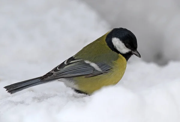 Tit Bird Sitting Snow Winter — Stockfoto