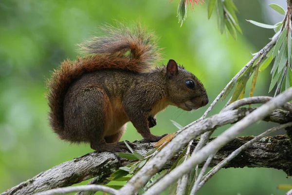 Rode Eekhoorn Het Bos — Stockfoto