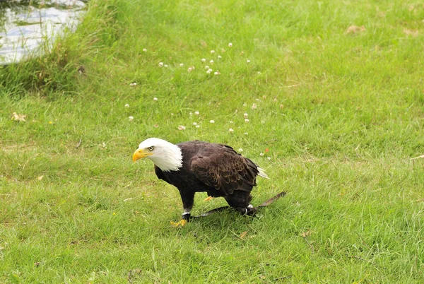 Vue Panoramique Aigle Tête Blanche Nature Sauvage — Photo