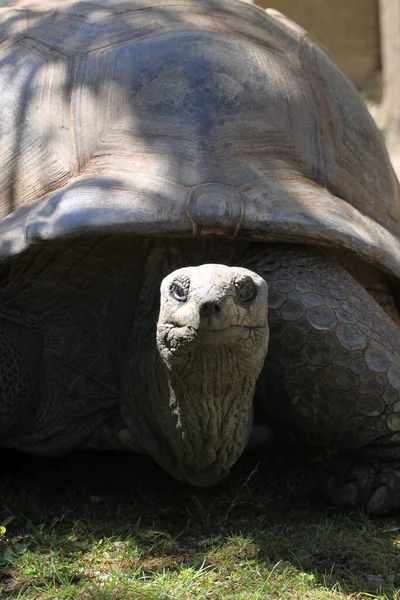 Schildkrötenreptil Eidechse — Stockfoto