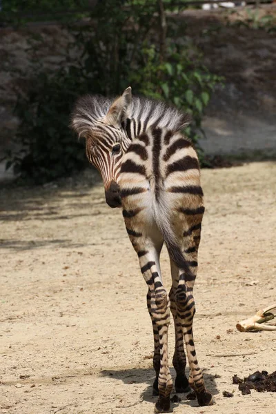 Siyah Beyaz Zebra Hayvanı — Stok fotoğraf