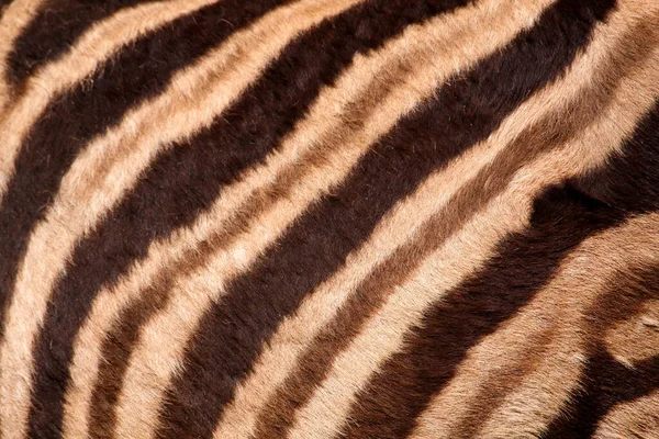 Fur Detail Van Een Steppe Zebra — Stockfoto